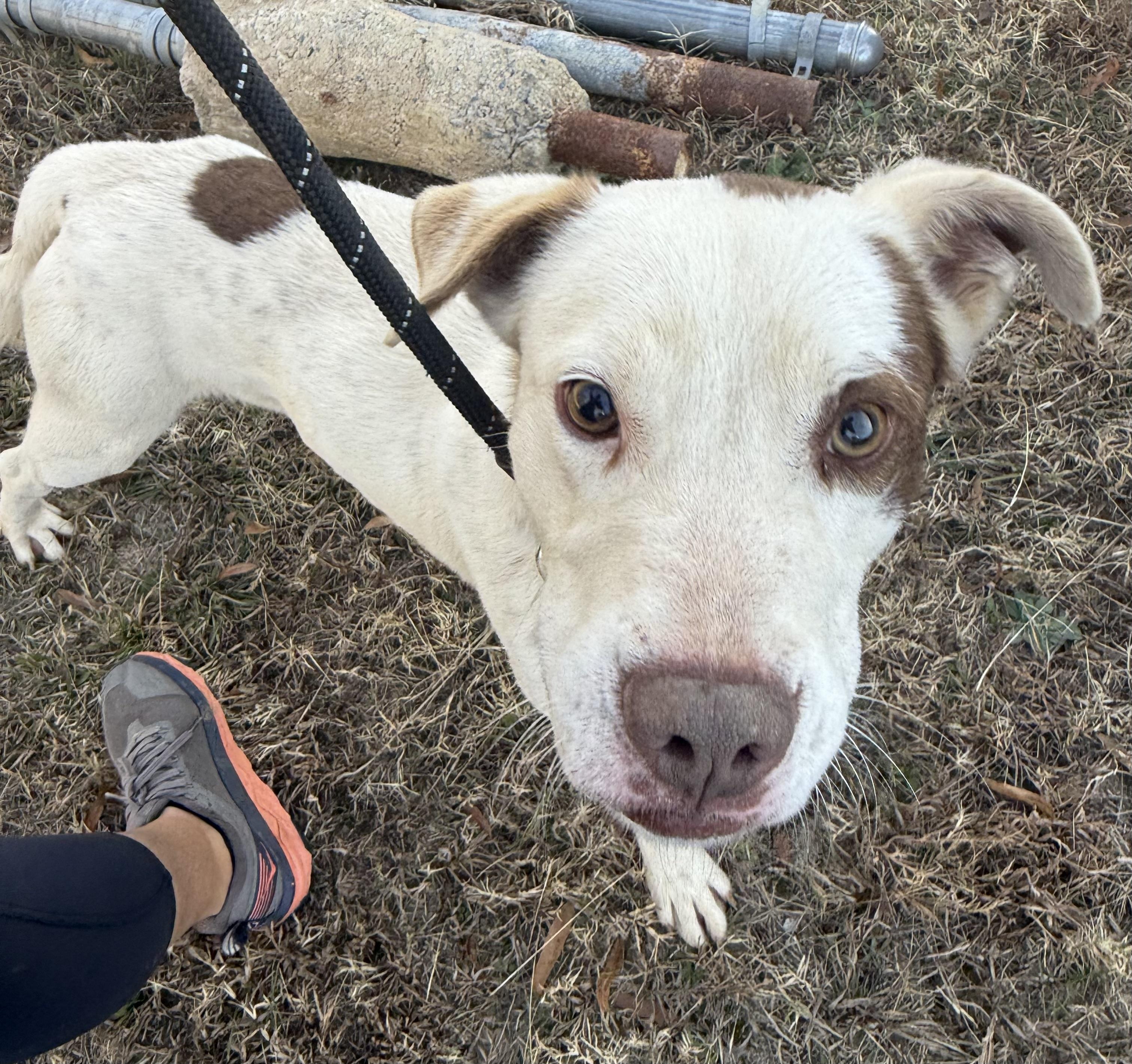 Enlarge Hammer, a ADOPTABLE mixed breed in Lancaster, SC image 2/4