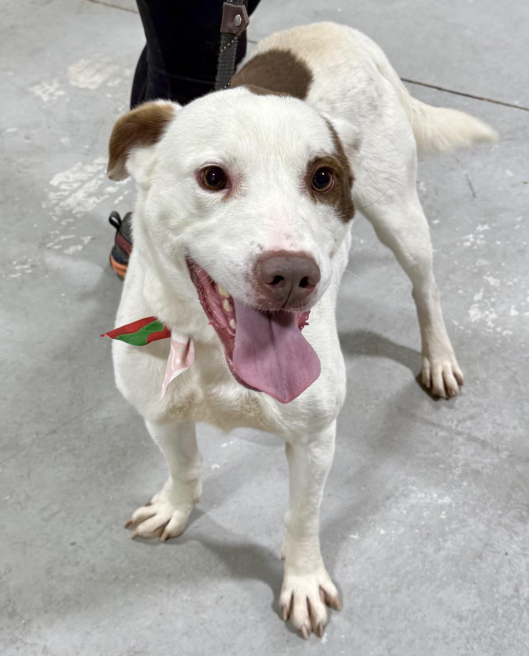 Enlarge Hammer, an adopted mixed breed in Lancaster, SC image 5/5