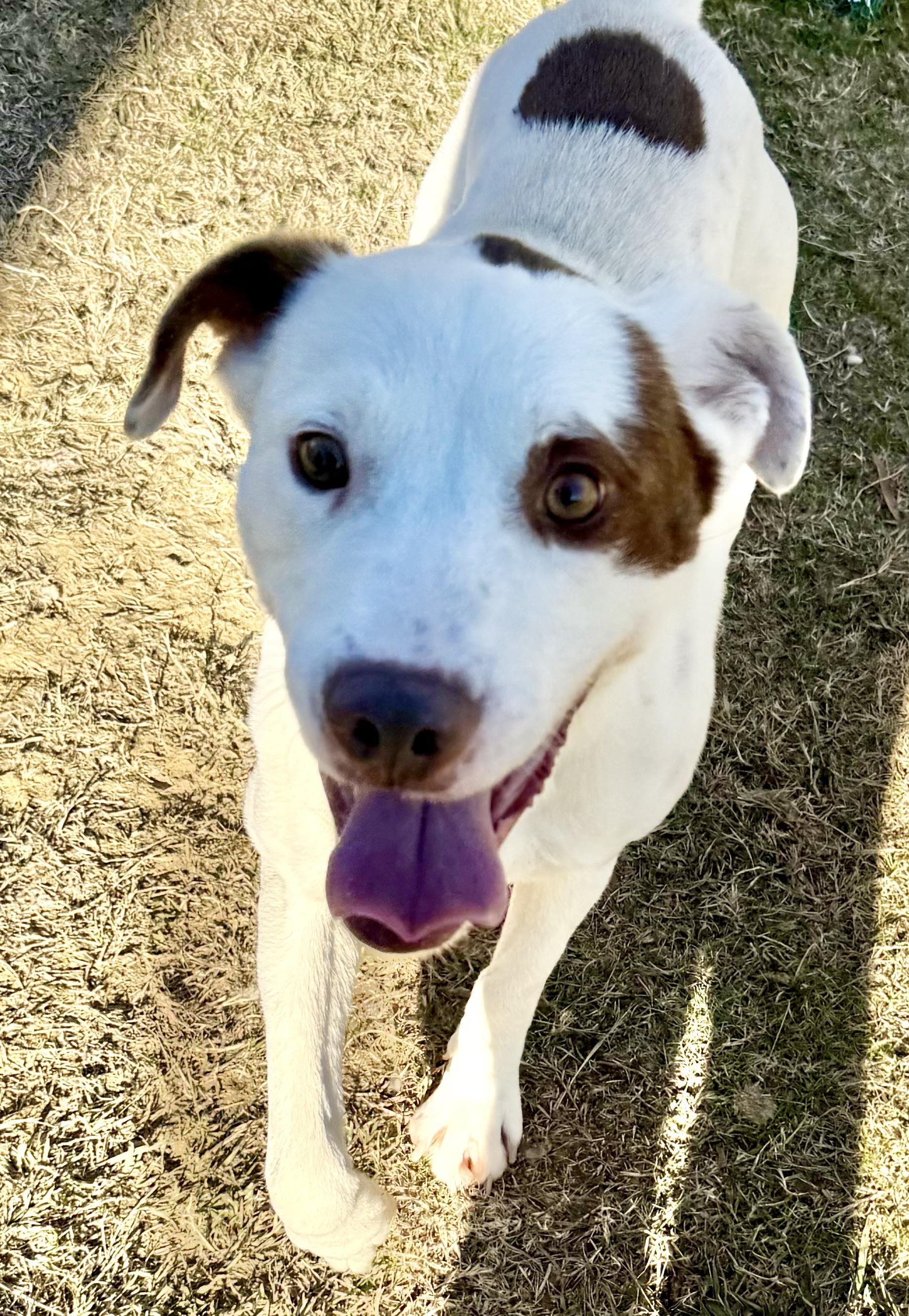 Enlarge Hammer, an adopted mixed breed in Lancaster, SC image 4/5