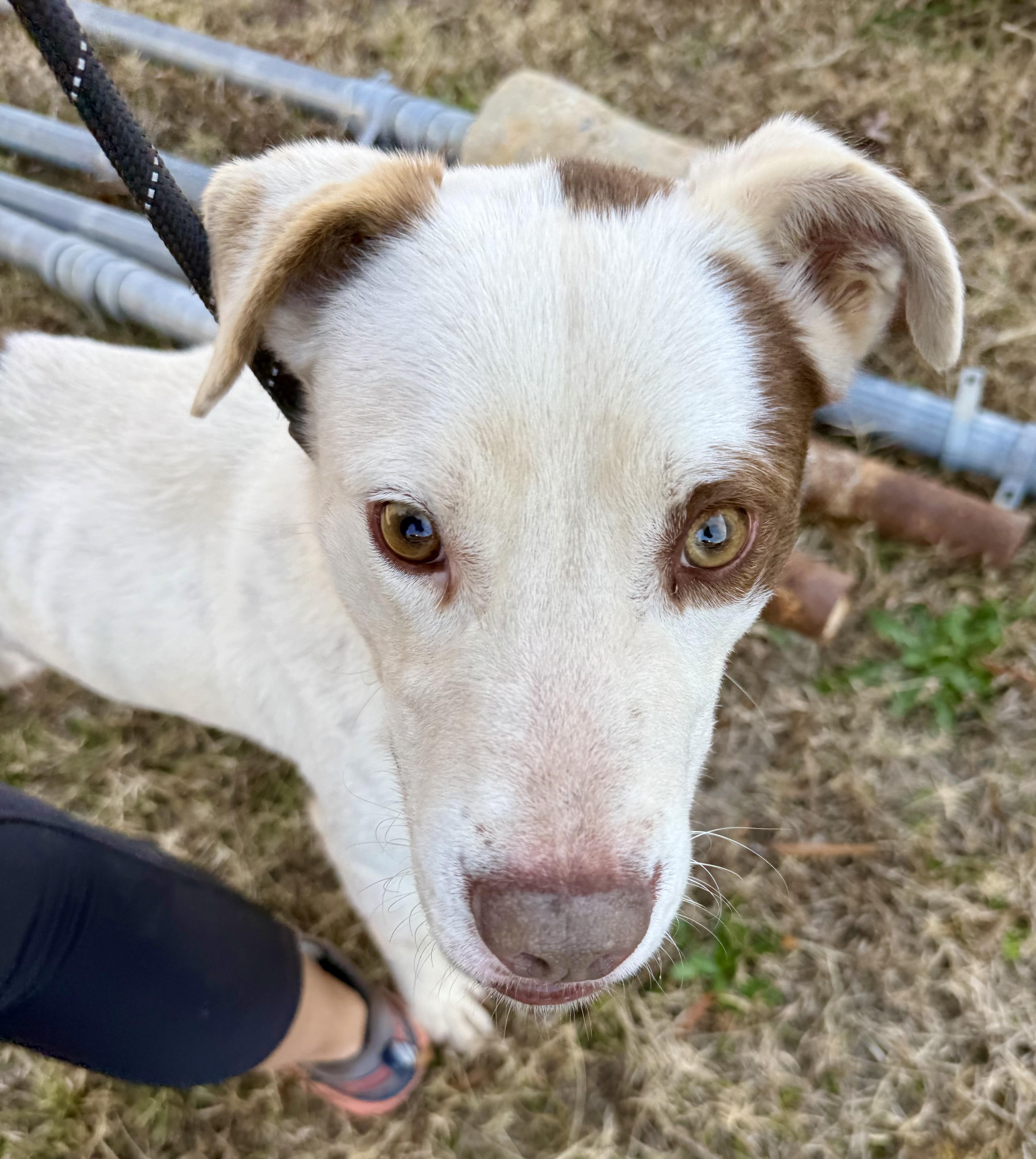 Enlarge Hammer, a ADOPTABLE mixed breed in Lancaster, SC image 4/4