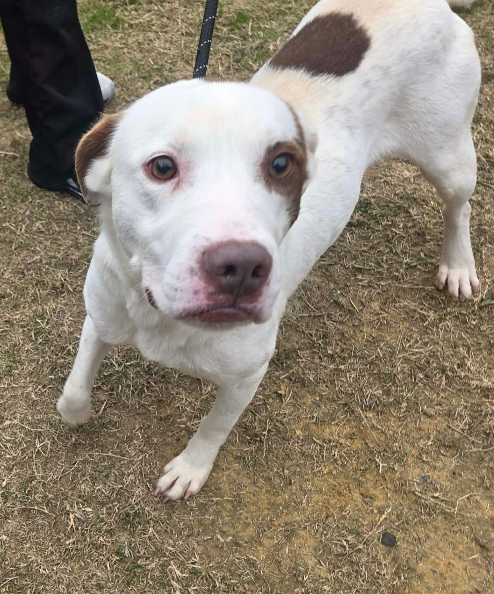 Hammer, ADOPTABLE, Adult Male Labrador Retriever.