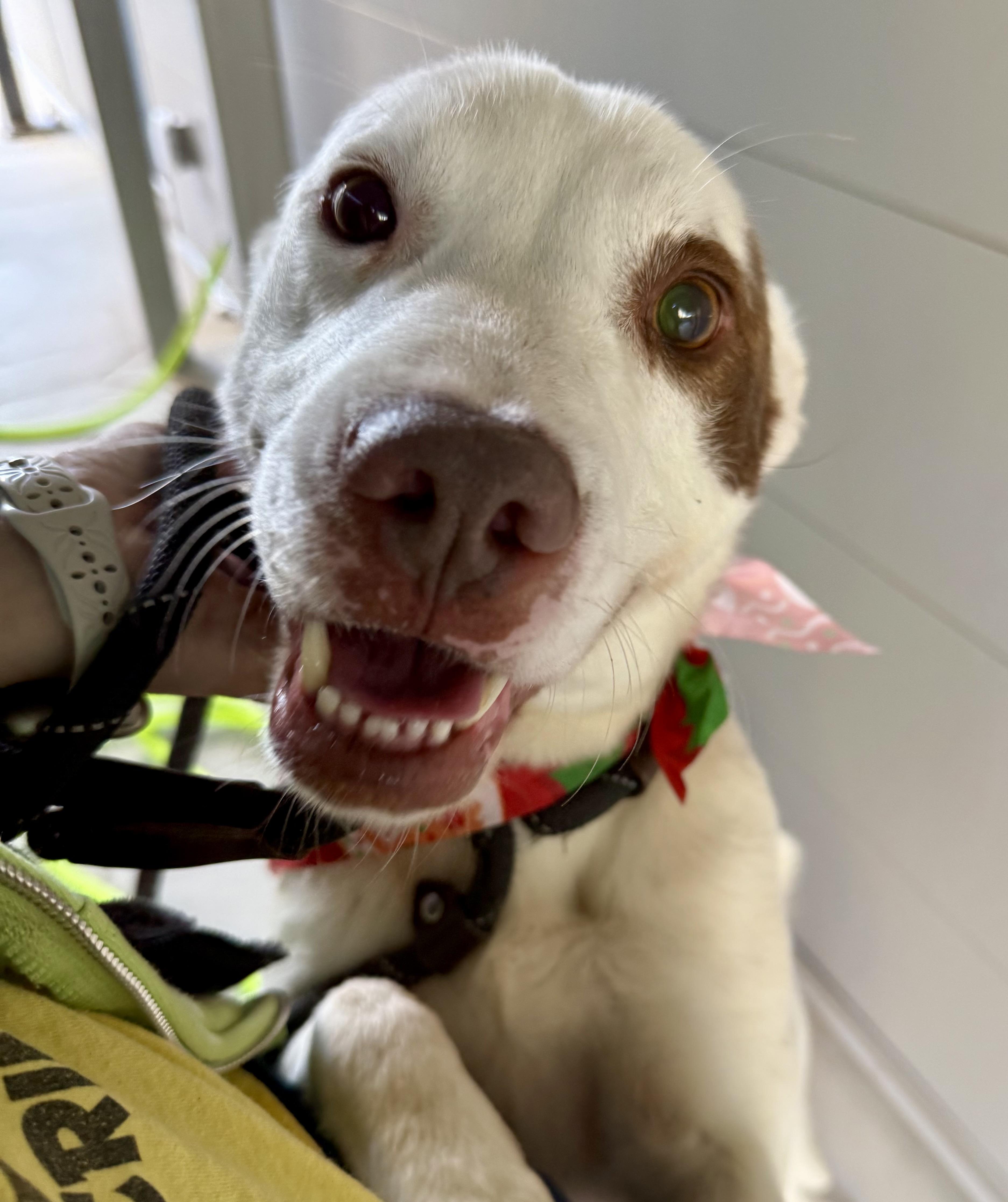 Enlarge Hammer, an adopted mixed breed in Lancaster, SC image 1/5