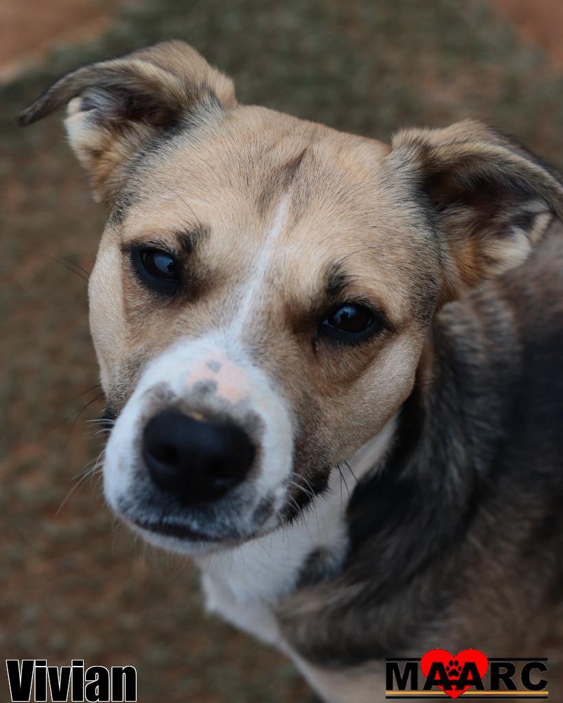 Enlarge Vivian, a Adoptable mixed breed in Maryville, TN image 2/6