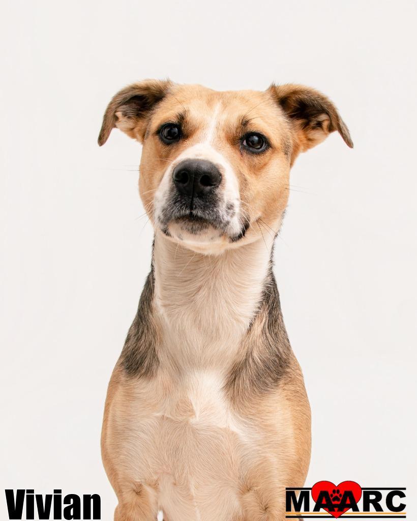 Enlarge Vivian, a Adoptable mixed breed in Maryville, TN image 3/6