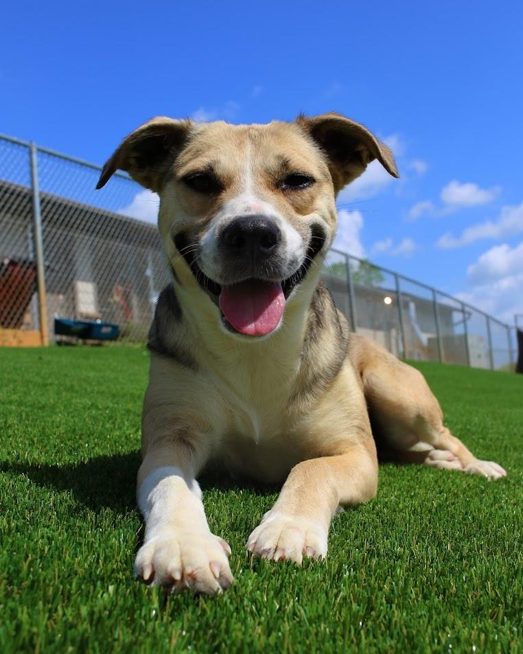 Enlarge Vivian, a Adoptable mixed breed in Maryville, TN image 6/6