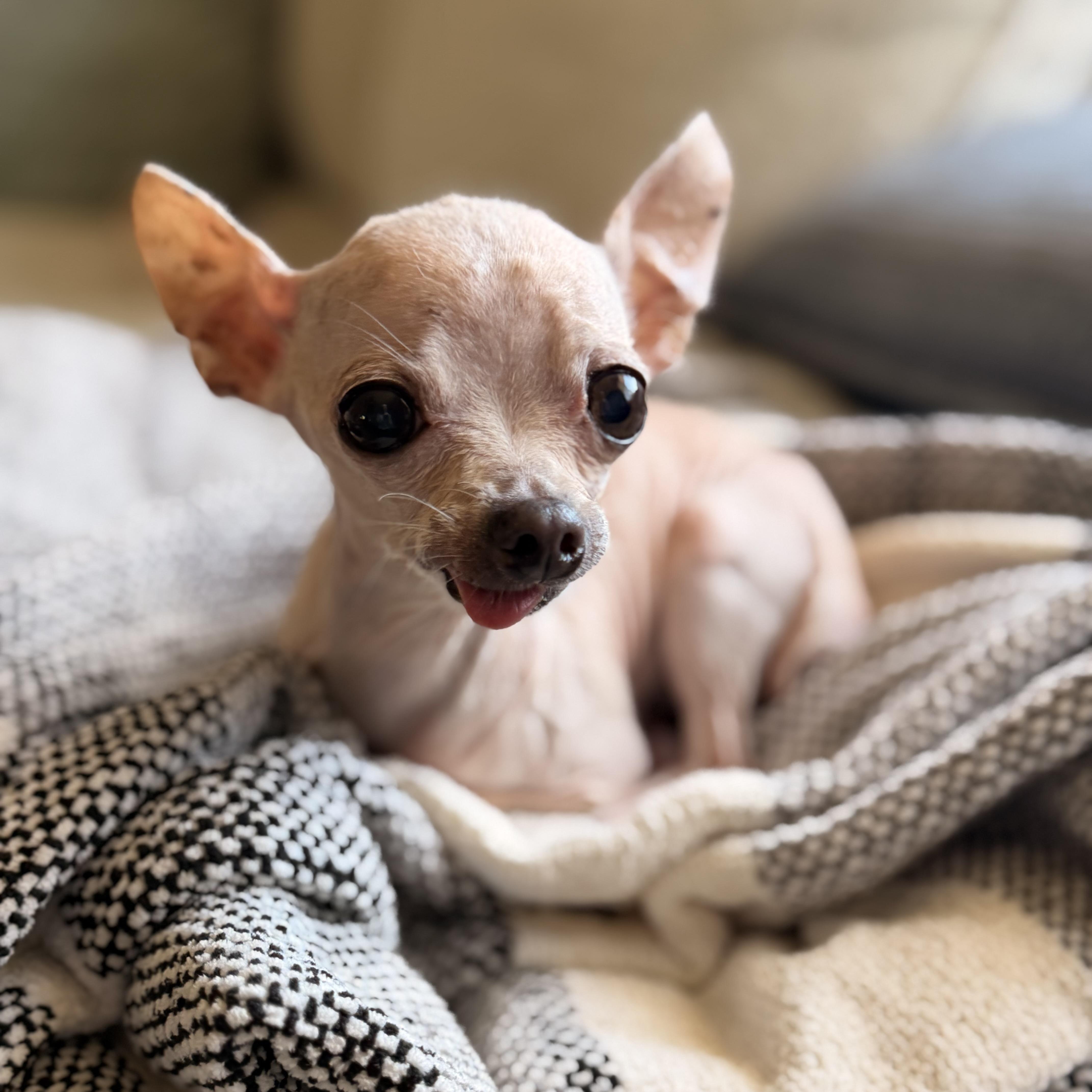 Coco, an adopted Chihuahua in massapequa, NY image 4/5