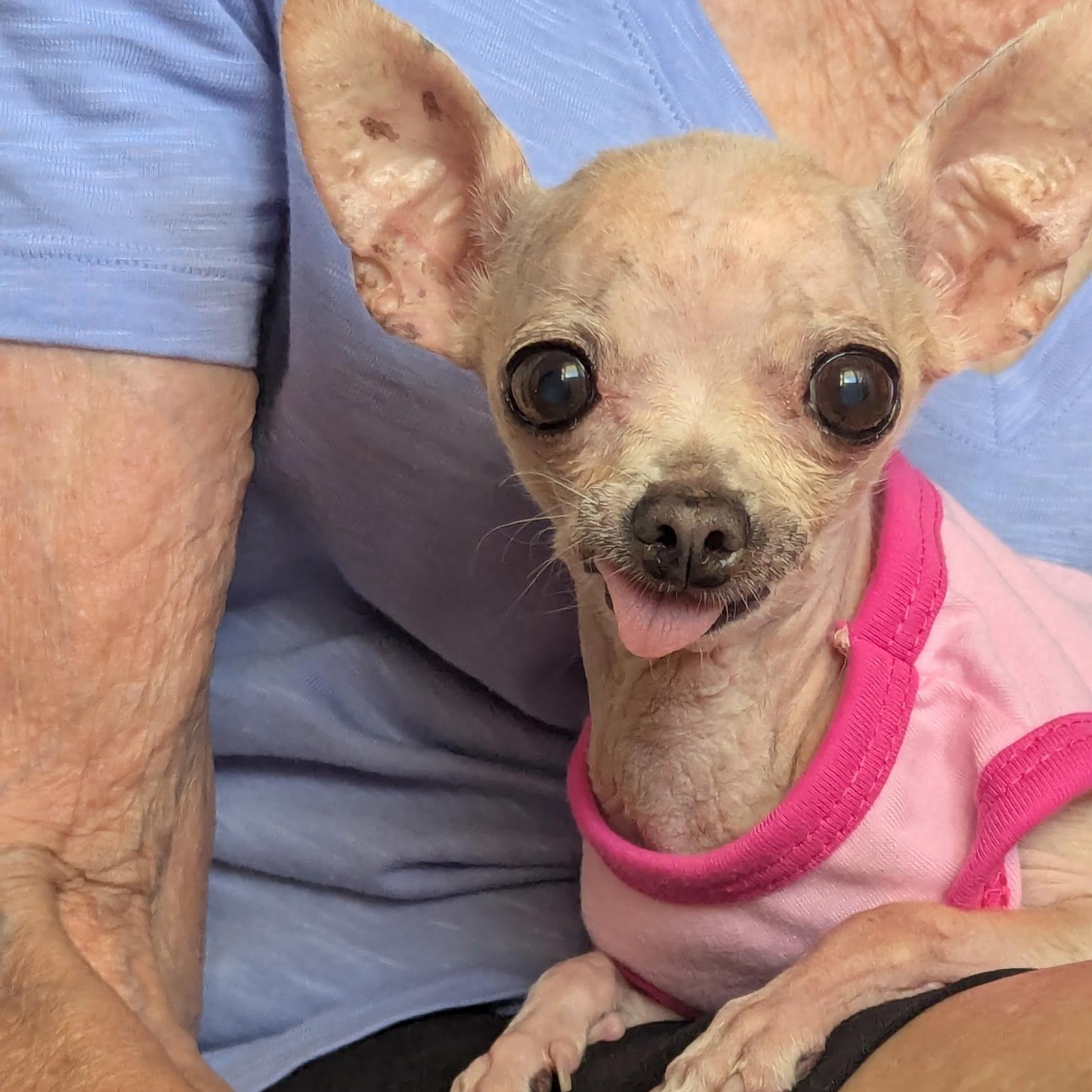 Coco, an adopted Chihuahua in massapequa, NY image 1/5