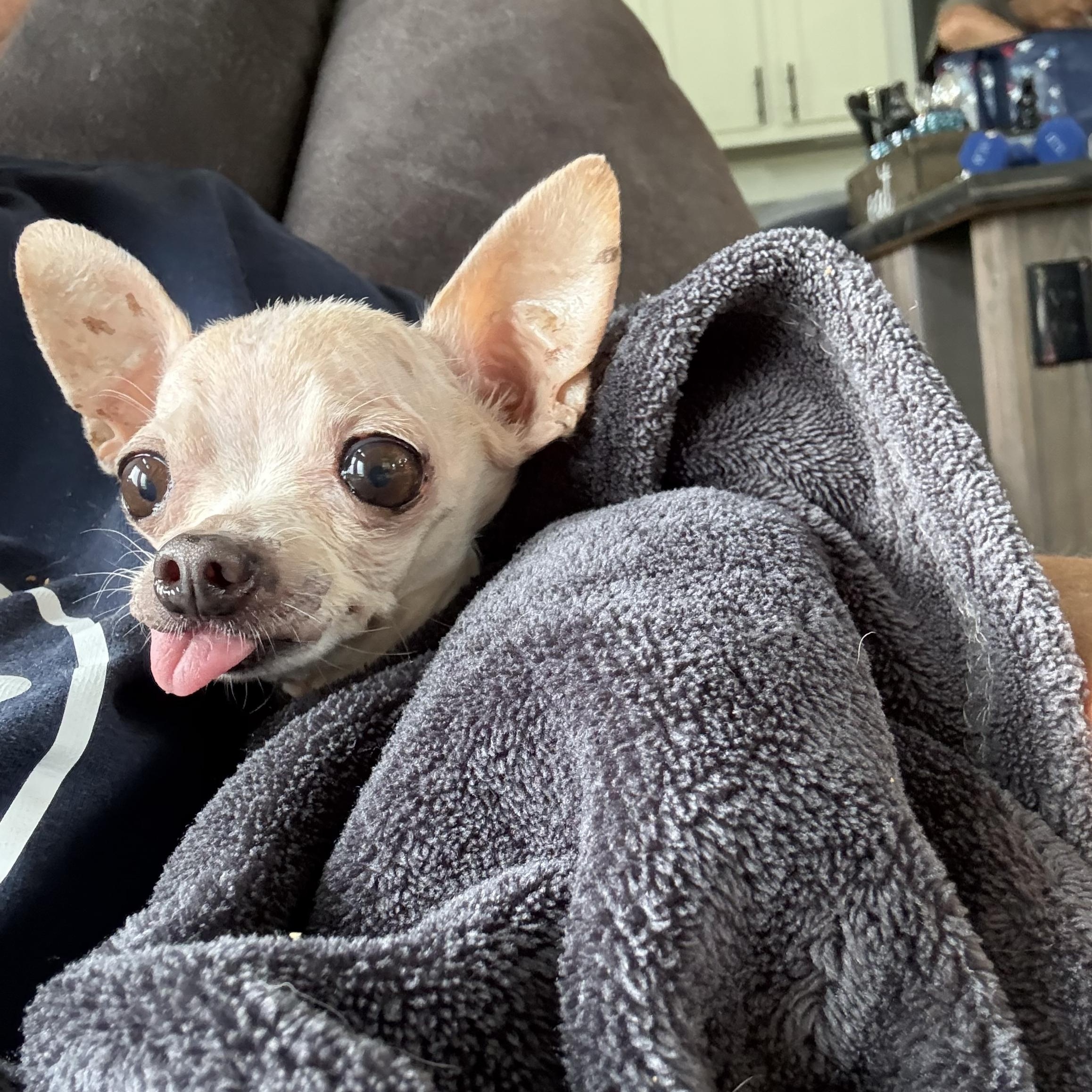 Coco, an adopted Chihuahua in massapequa, NY image 2/5