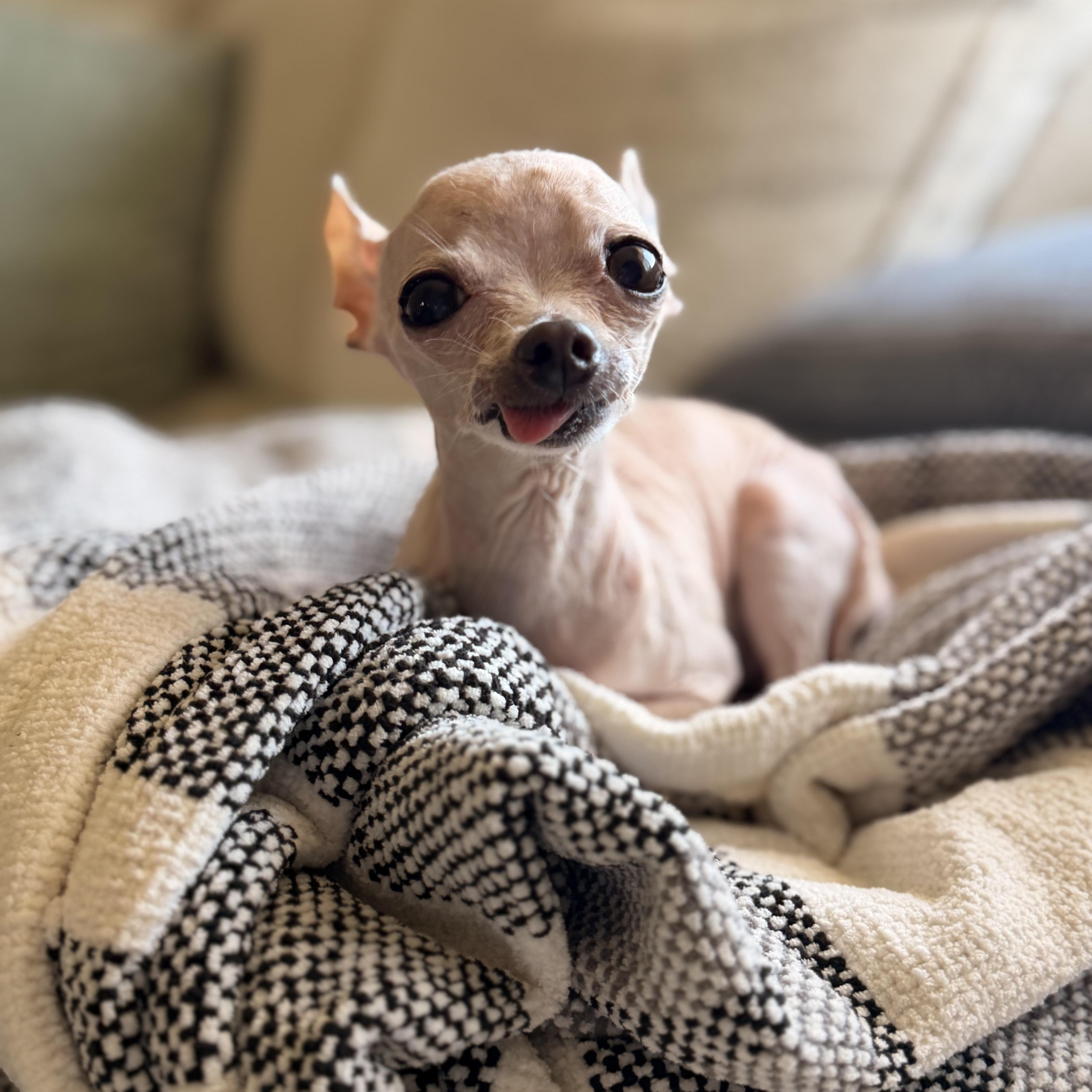 Coco, an adopted Chihuahua in massapequa, NY image 3/5