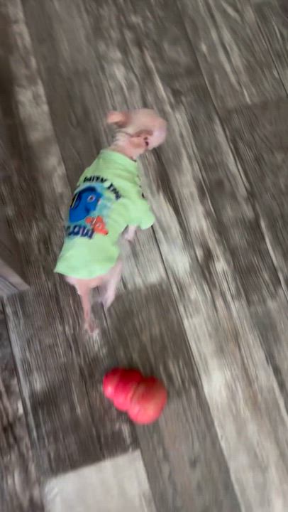 Enlarge Coco, an adopted Chihuahua in massapequa, NY video 5/5