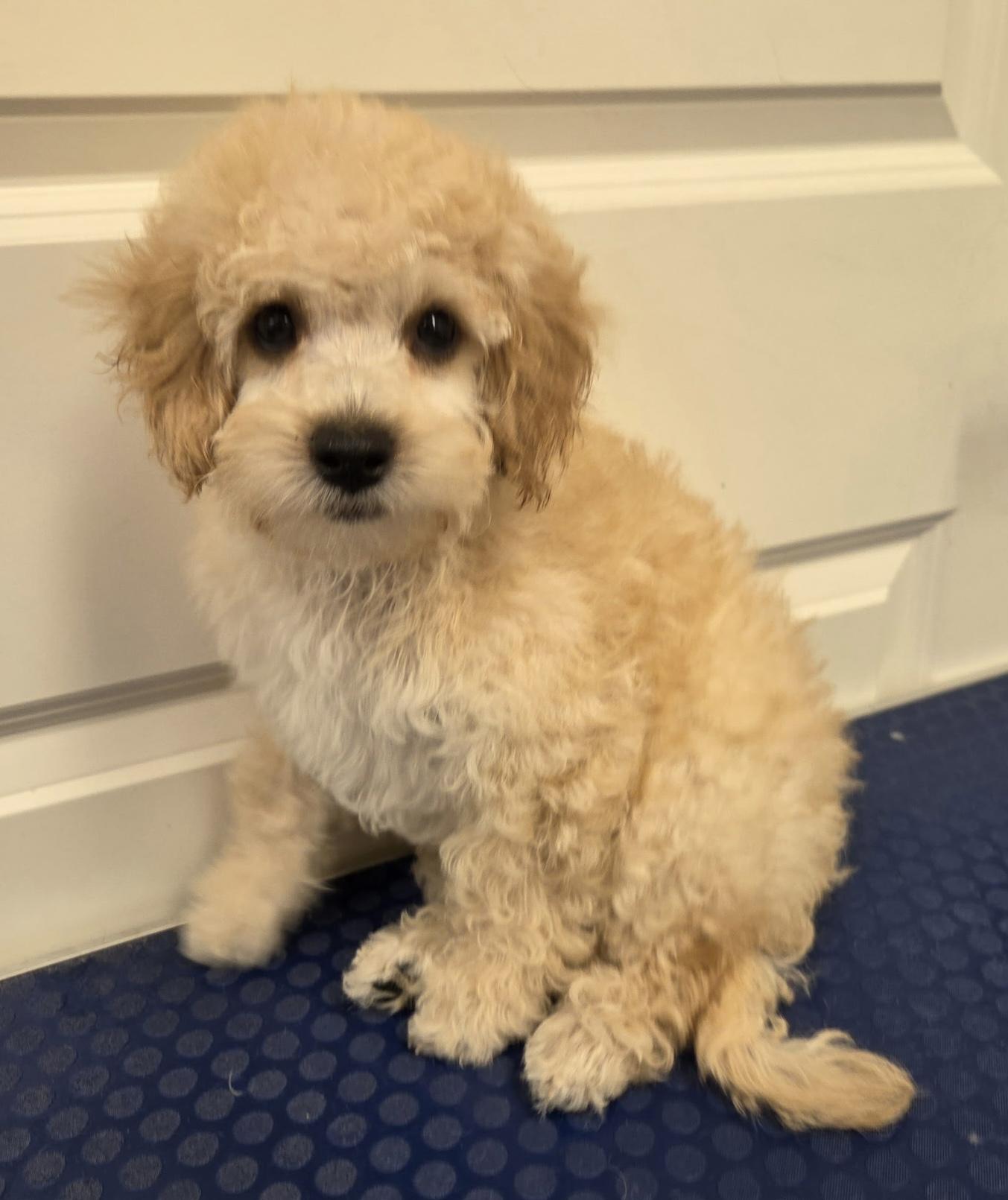 Enlarge Lincoln, an adopted mixed breed in Overland Park, KS image 1/1