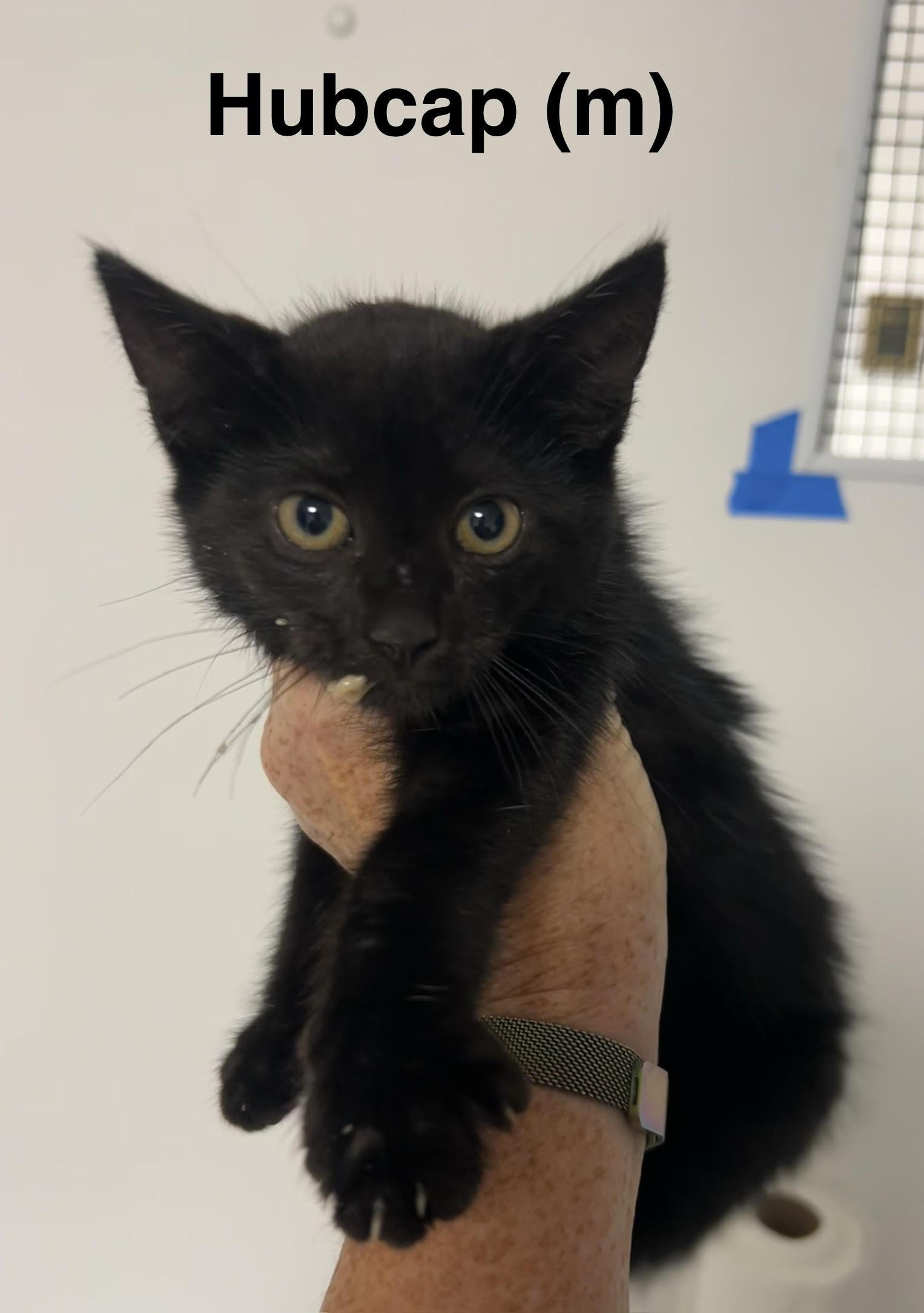 Hubcap, Adoptable, Kitten Male Domestic Short Hair.