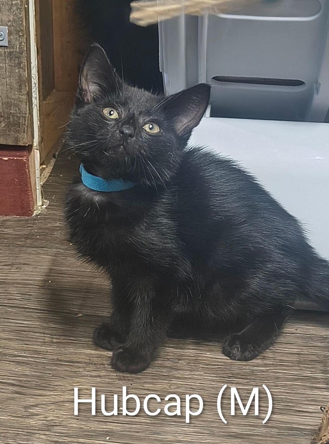 Enlarge Hubcap, a Adoptable Domestic Short Hair in Saugerties, NY image 2/2