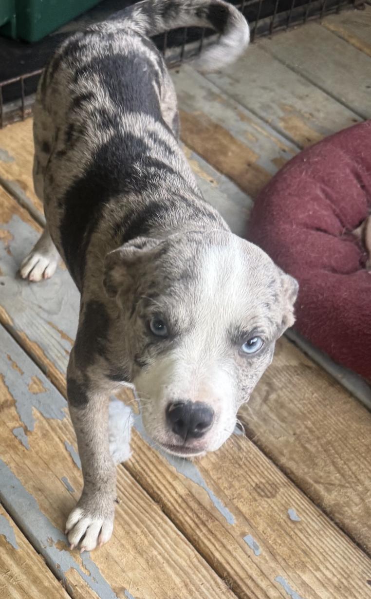 Riley, Adopted, Young Male Hound & American Staffordshire Terrier.