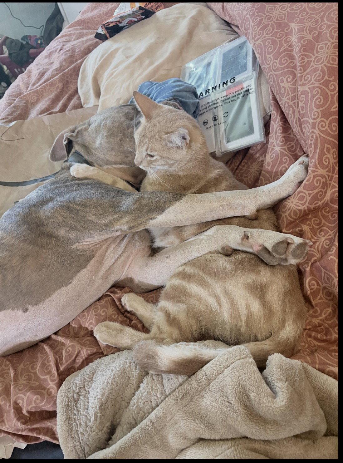 Beau, Adopted, Adult Male American Staffordshire Terrier.