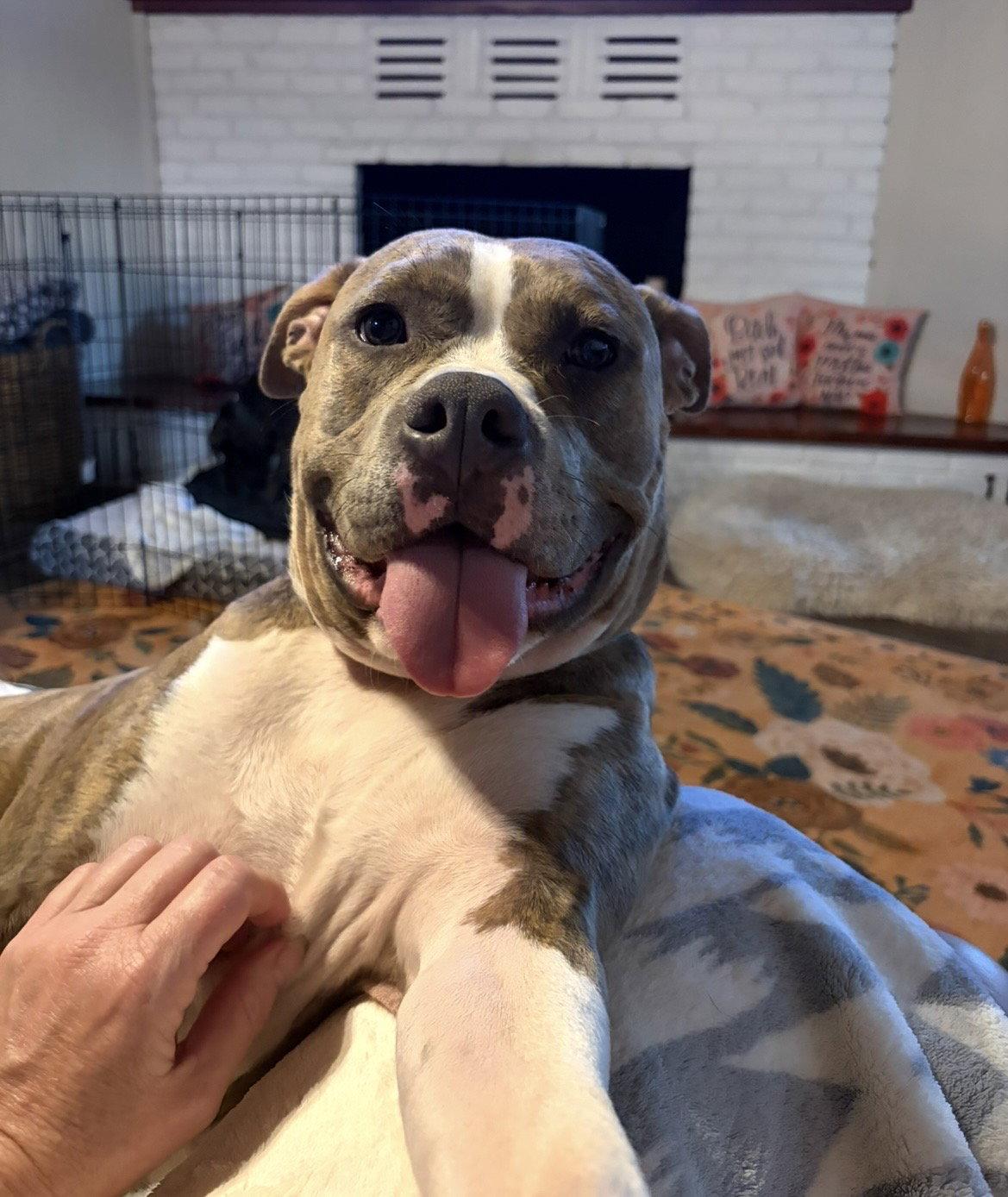 Enlarge Beau, a Adopted American Staffordshire Terrier in San Diego, CA image 2/3