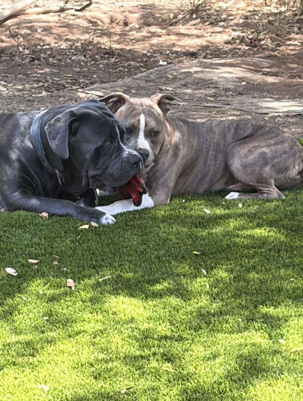Enlarge Beau, a Adopted American Staffordshire Terrier in San Diego, CA image 3/3