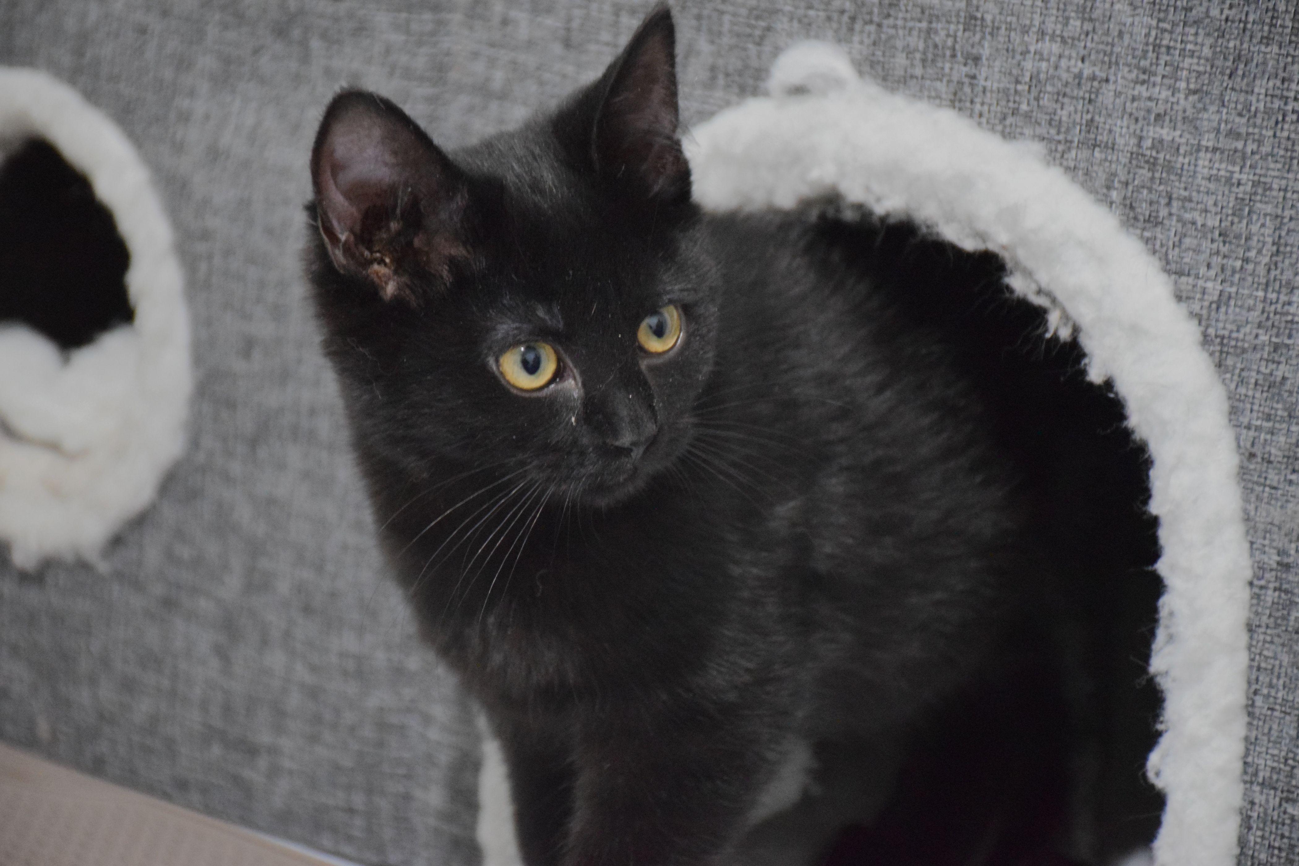 Yuki, ADOPTABLE, Young Female Domestic Short Hair.