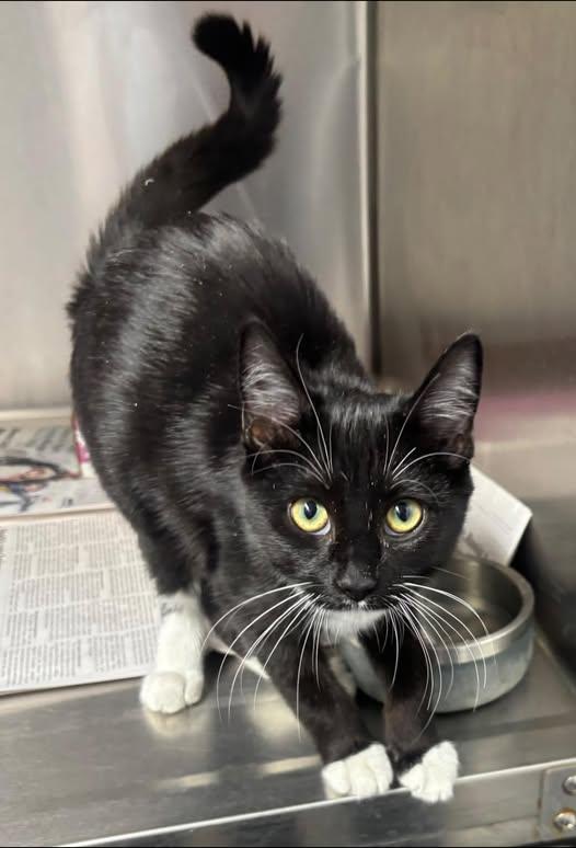 Enlarge Circe, an adopted mixed breed in New Haven, CT image 2/2