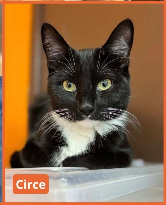 Circe, adopted, Kitten Female Tuxedo & Domestic Short Hair.