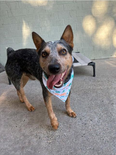 A524221, Adoptable, Young Male Australian Cattle Dog / Blue Heeler.