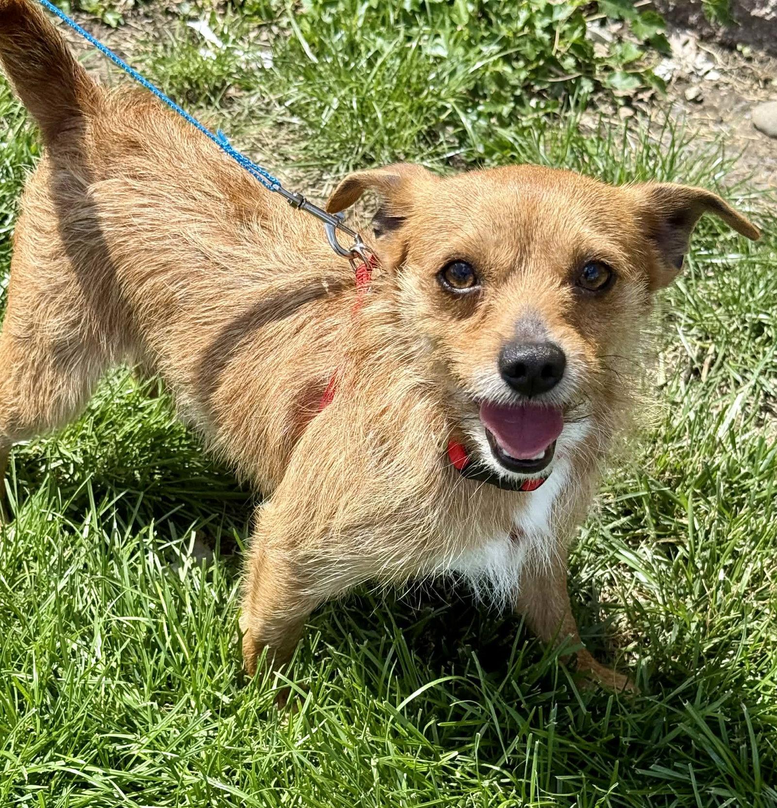Enlarge Reese, a Adoptable Terrier in Lee's Summit, MO image 1/3