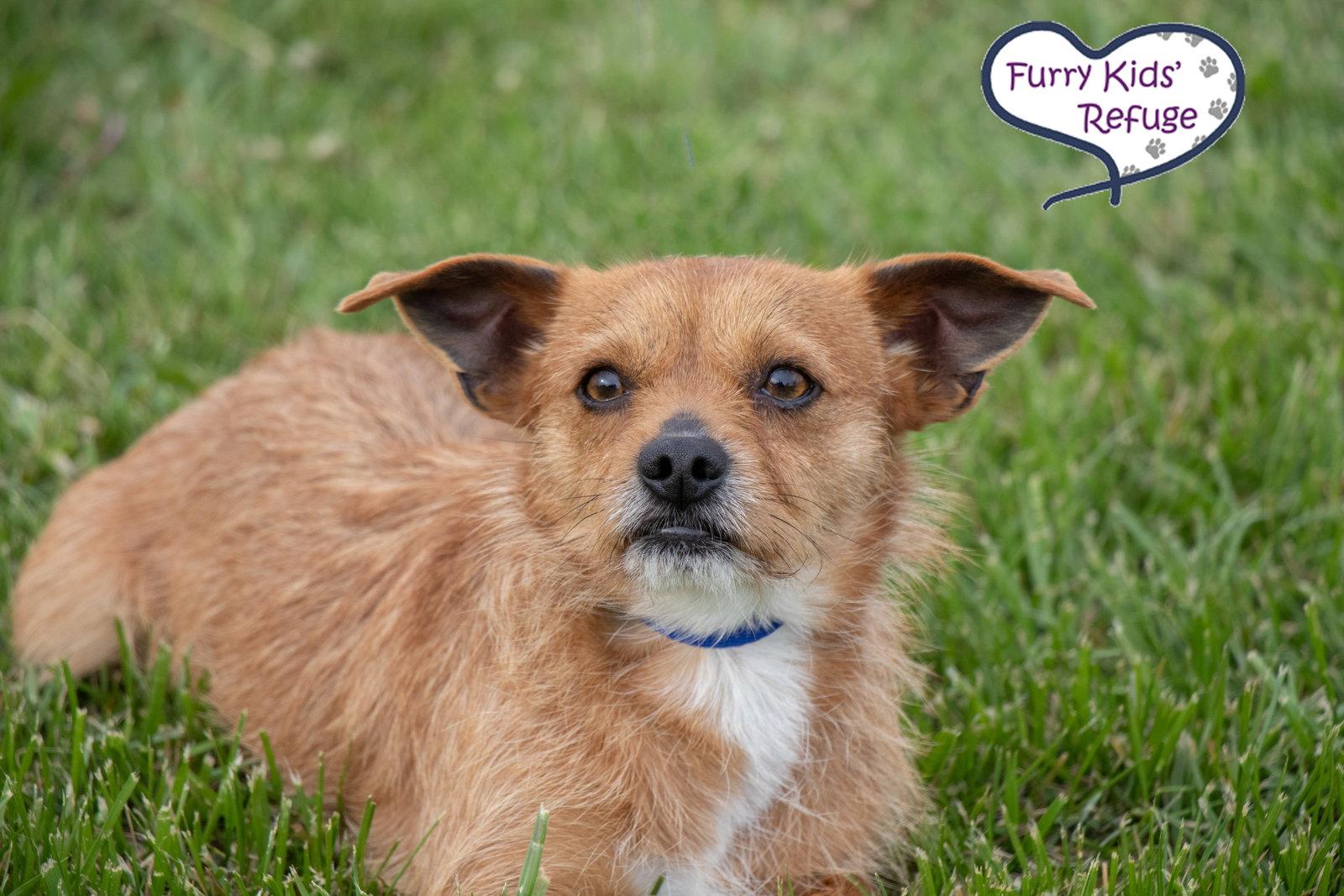 Enlarge Reese, a Adoptable Terrier in Lee's Summit, MO image 2/3