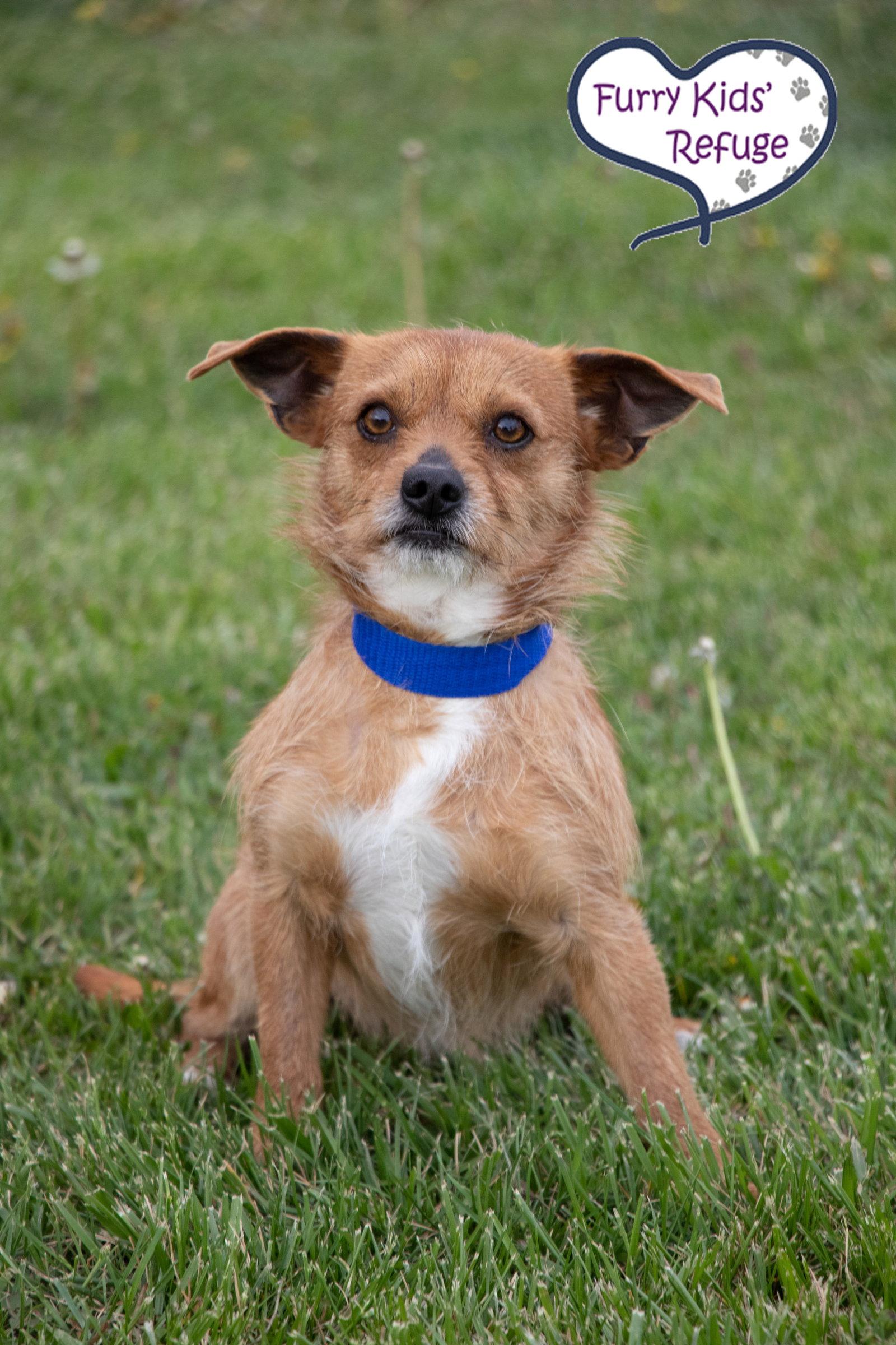 Enlarge Reese, a Adoptable Terrier in Lee's Summit, MO image 3/3