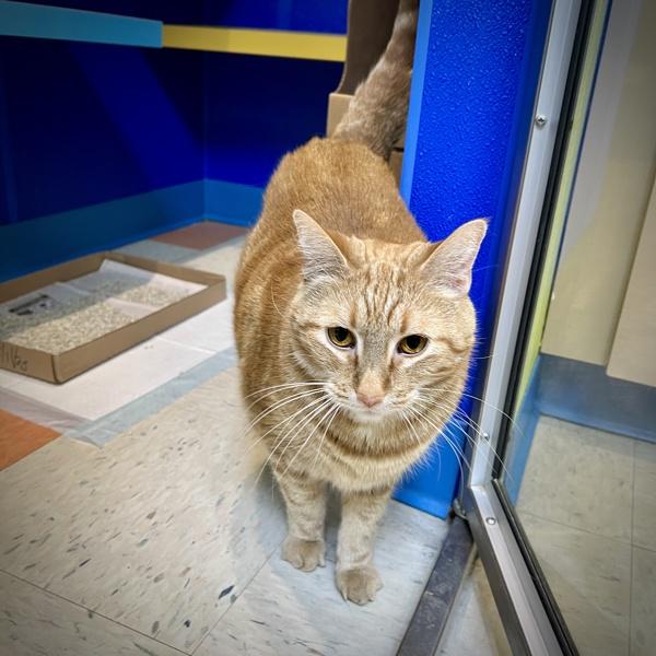 Janis, Adoptable, Adult Female Domestic Short Hair.