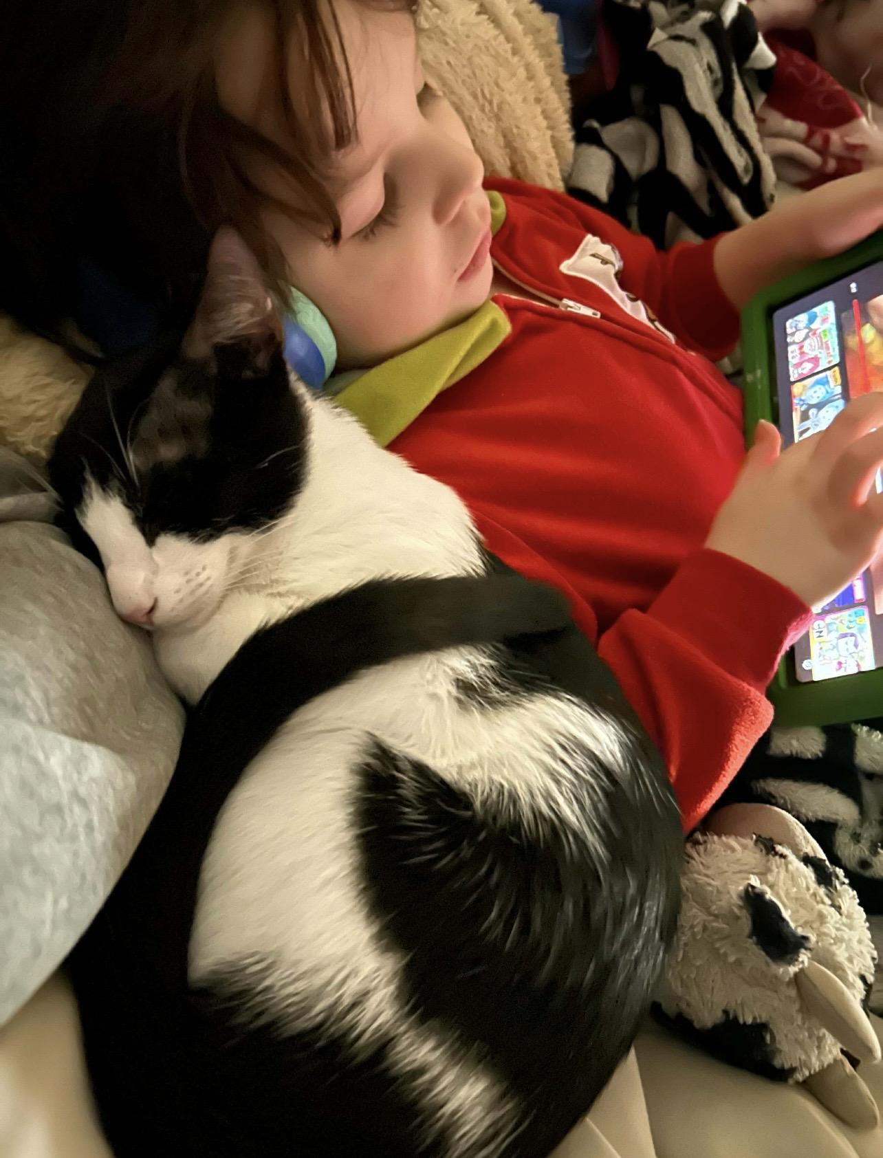 Enlarge Mouse, an adopted Domestic Short Hair in Manchester, NH image 4/5