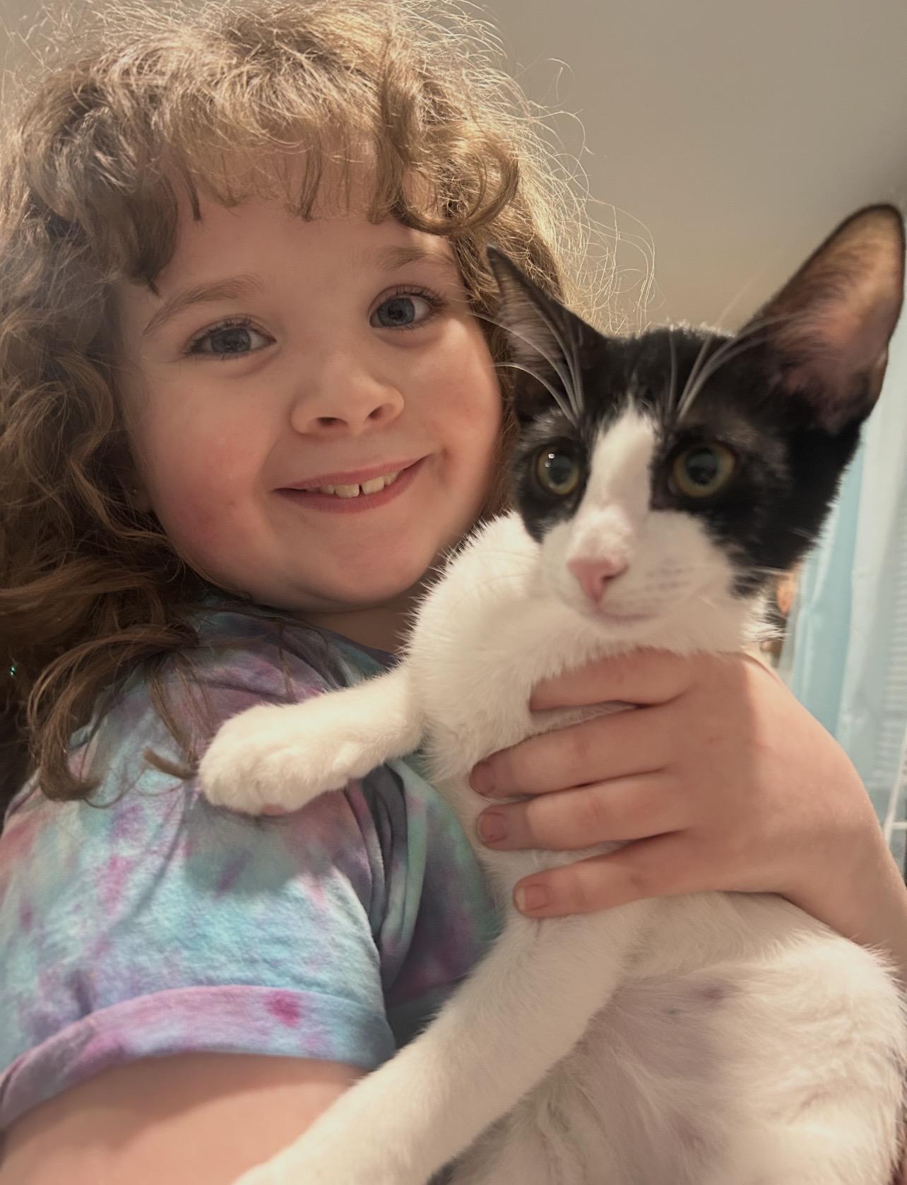 Enlarge Mouse, an adopted Domestic Short Hair in Manchester, NH image 3/5