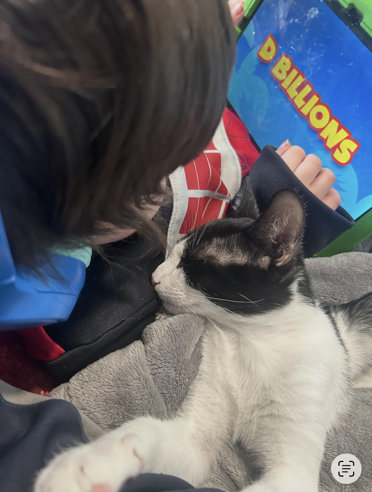 Enlarge Mouse, an adopted Domestic Short Hair in Manchester, NH image 5/5