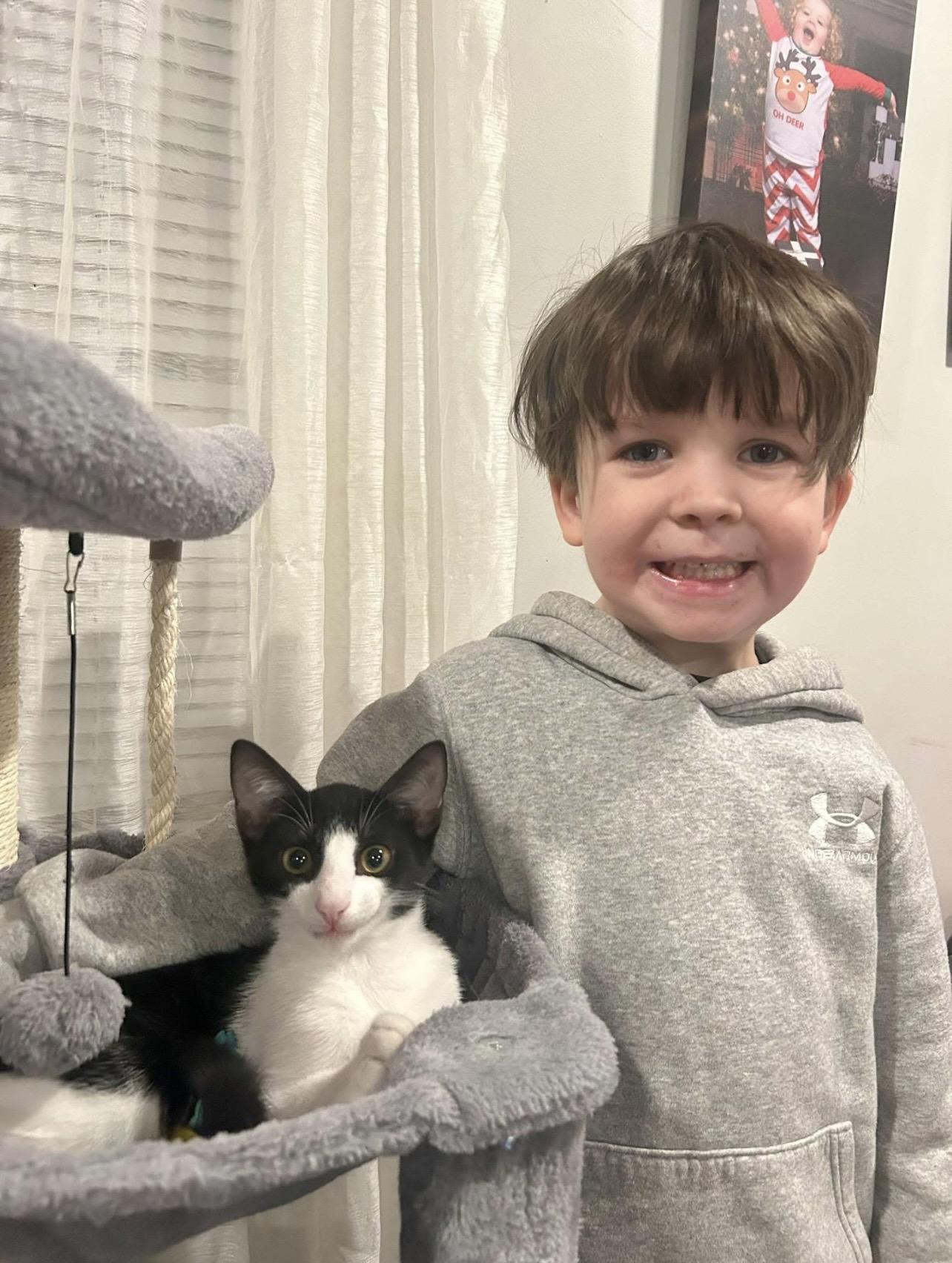 Enlarge Mouse, an adopted Domestic Short Hair in Manchester, NH image 1/5