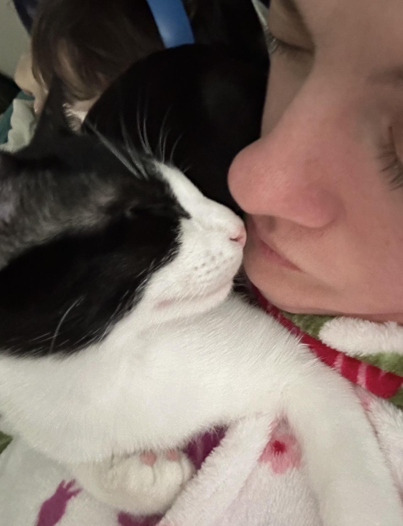 Enlarge Mouse, an adopted Domestic Short Hair in Manchester, NH image 2/5