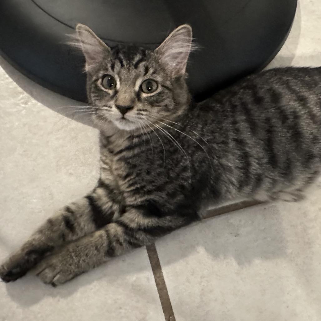 Loki, a Adoptable Domestic Short Hair in Layton, UT image 1/3