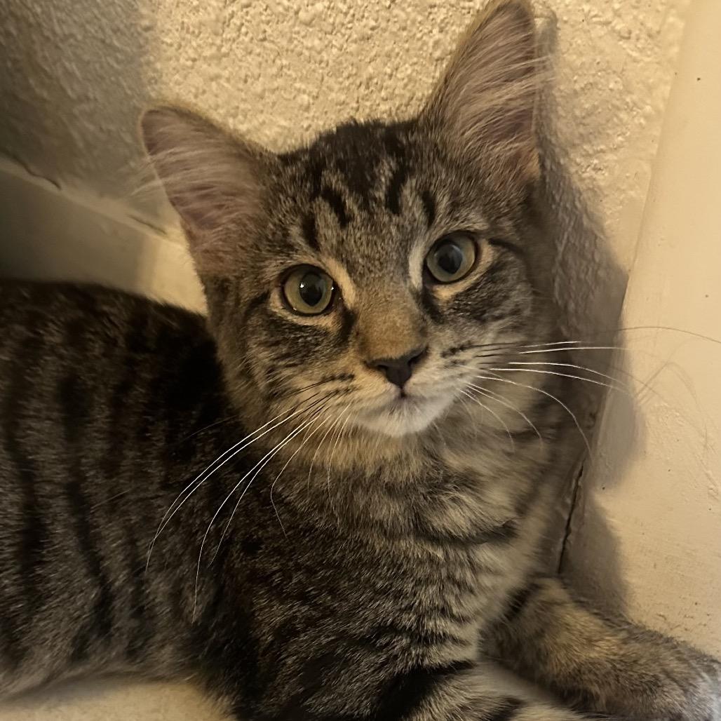 Loki, a Adoptable Domestic Short Hair in Layton, UT image 2/3
