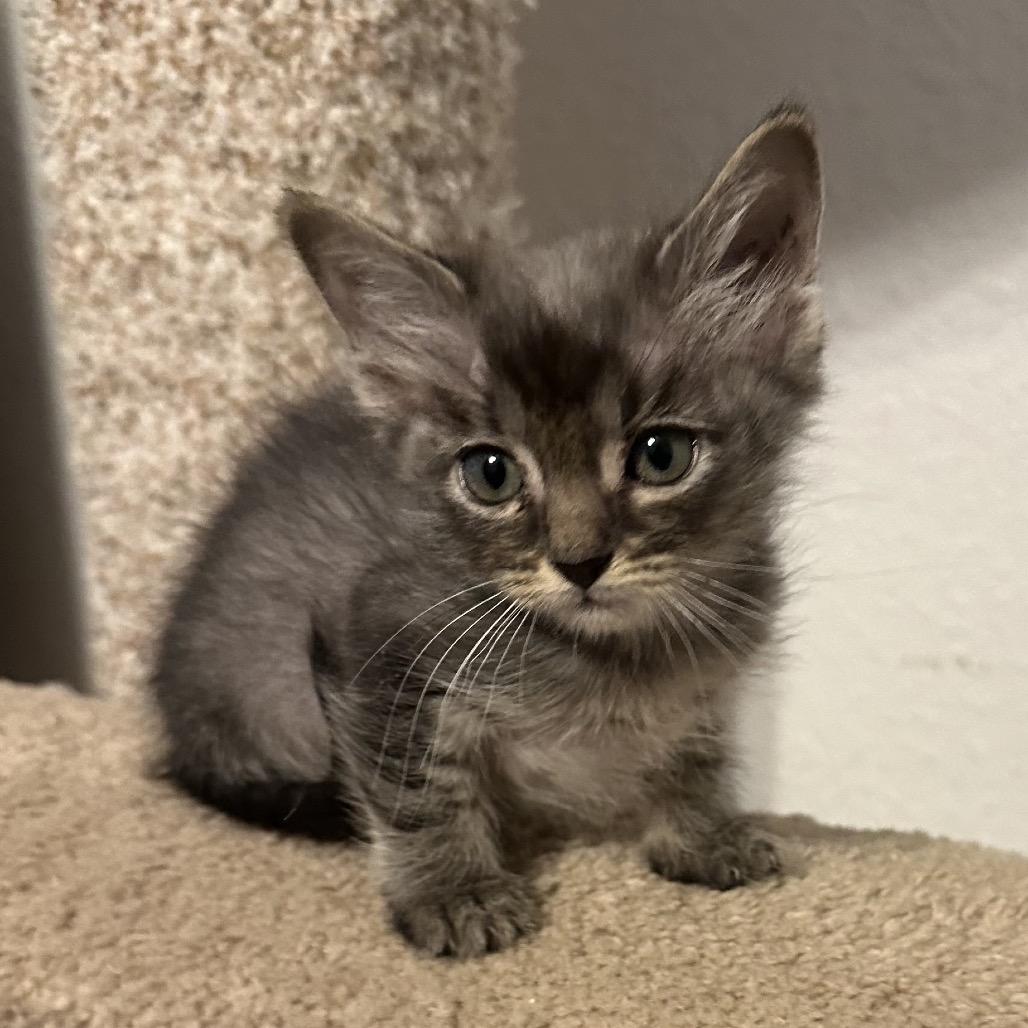 Loki, a Adoptable Domestic Short Hair in Layton, UT image 3/3