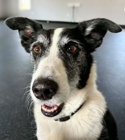 Birdie, Adoptable, Adult Female Border Collie & Mixed Breed.