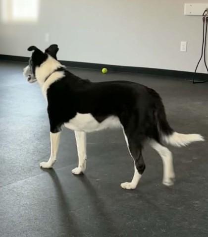 Enlarge Birdie, a Adoptable mixed breed in Portola, CA image 2/3
