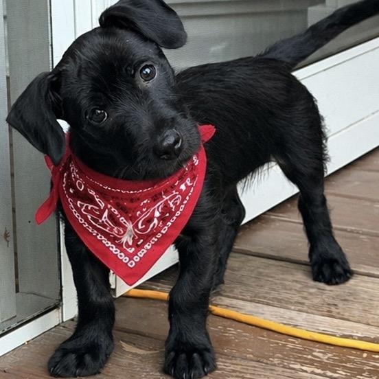 Stripe, Adoptable, Puppy Male Terrier.