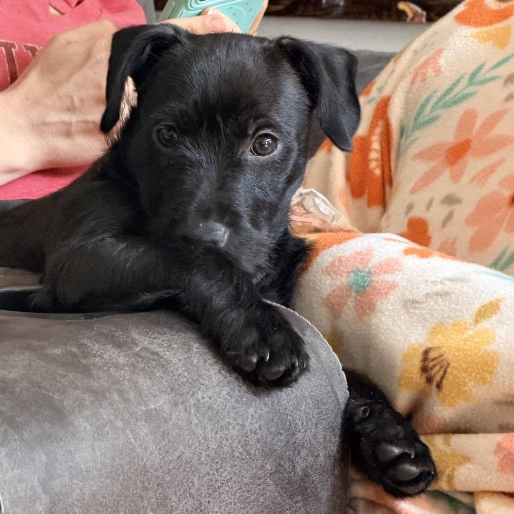 Enlarge Stripe, a Adoptable Terrier in La Grange, KY image 2/4