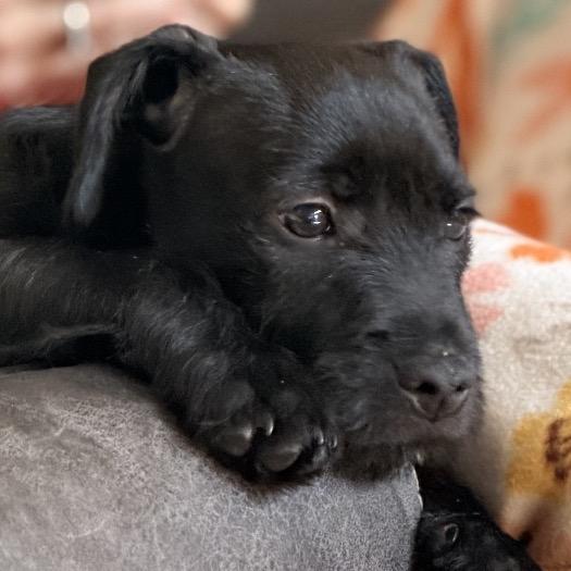 Enlarge Stripe, a Adoptable Terrier in La Grange, KY image 3/4