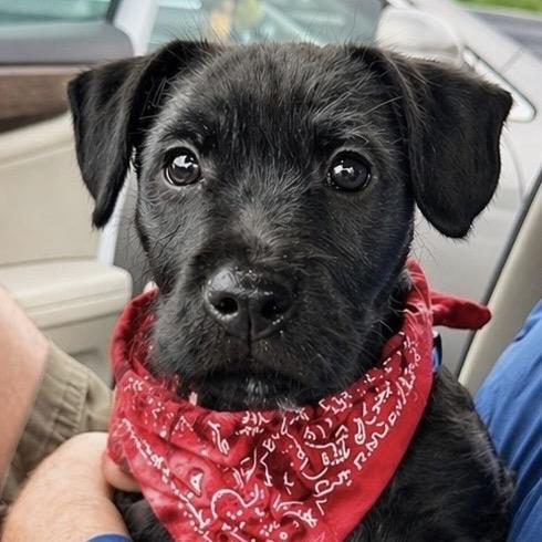 Enlarge Stripe, a Adoptable Terrier in La Grange, KY image 4/4