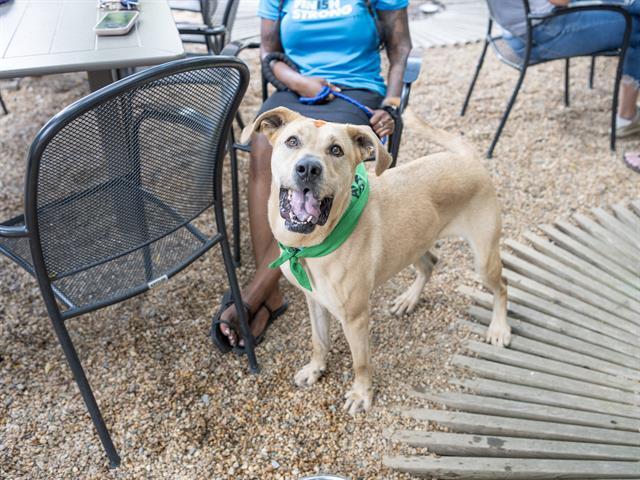 Enlarge CASSIE, a Adoptable Labrador Retriever in Haw River, NC image 1/1