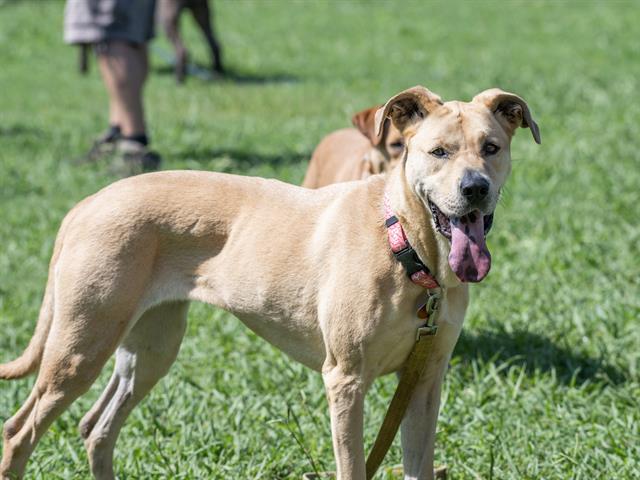 CASSIE, Adoptable, Adult Female Labrador Retriever.