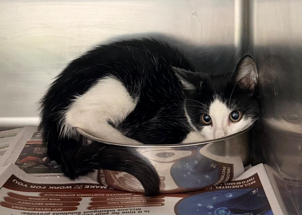 Riley, Adopted, Young Male Domestic Medium Hair.