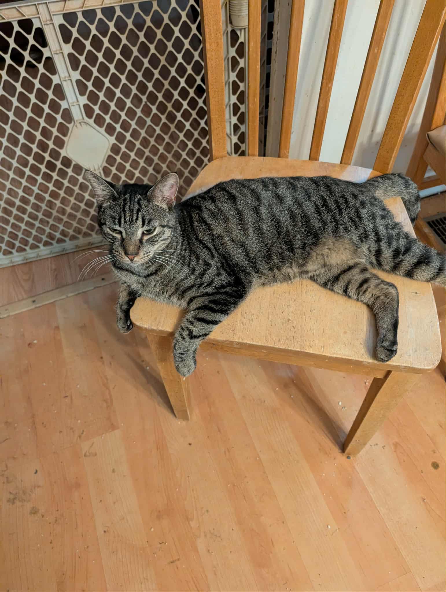 Enlarge Sedge, a Adoptable Domestic Short Hair in Trinity, NC image 1/2