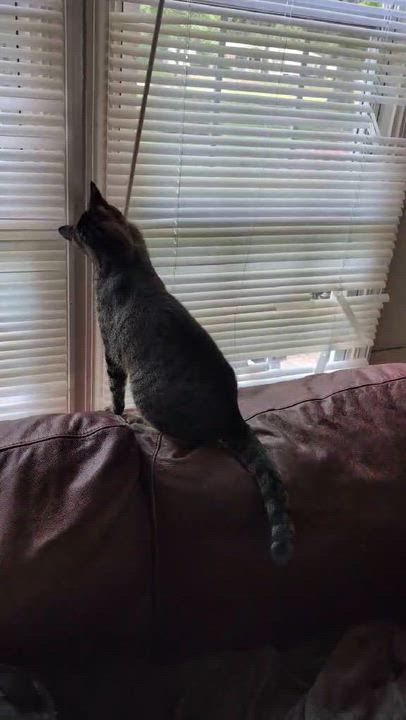 Enlarge Sedge, a Adoptable Domestic Short Hair in Trinity, NC video 2/2