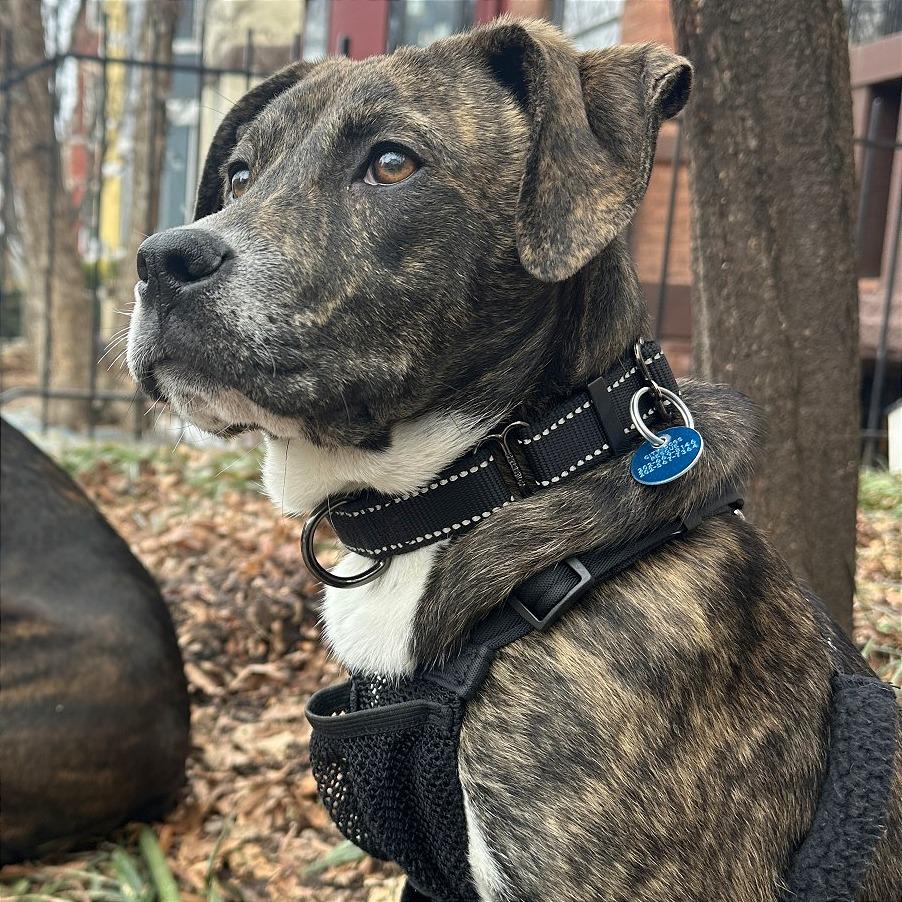 Cheerios, Adoptable, Young Male Hound.