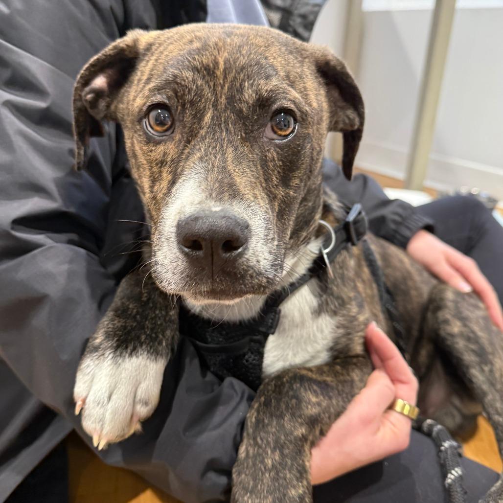 Cheerios, a Adoptable Hound in Washington, DC image 2/6